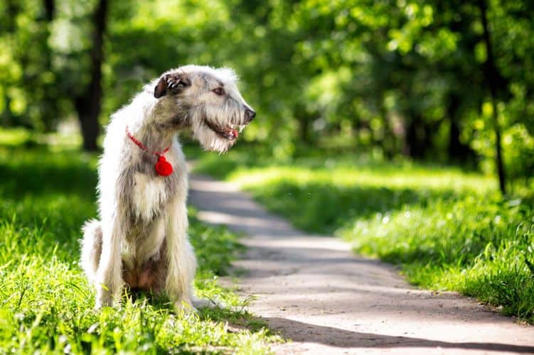 Irish Wolfhound