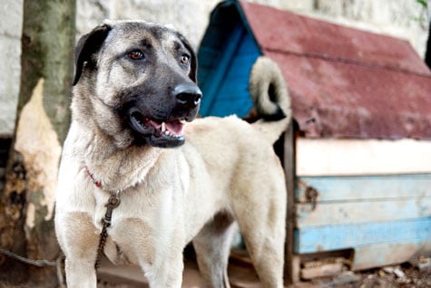 Kangal Dog has massive jaws