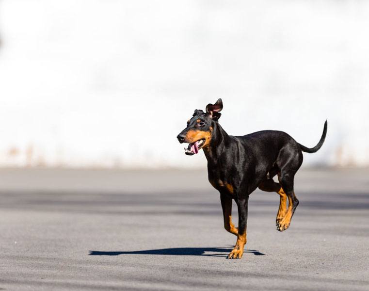 Manchester Terrier