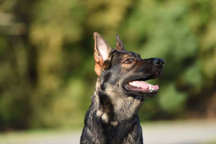 Sable German Shepherd