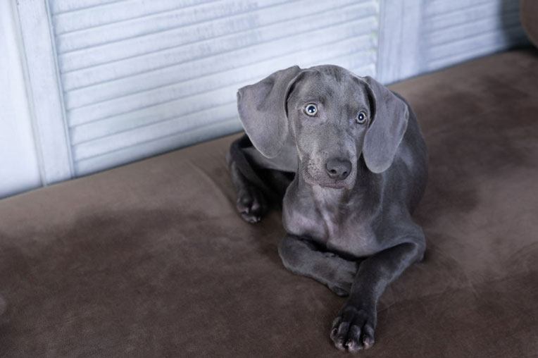 Weimaraner