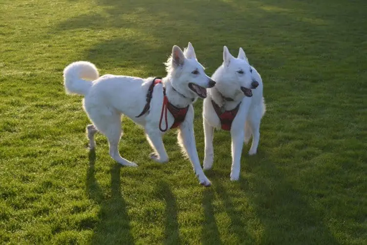 White German Shepherd