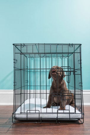 how to stop a dog from peeing in crate