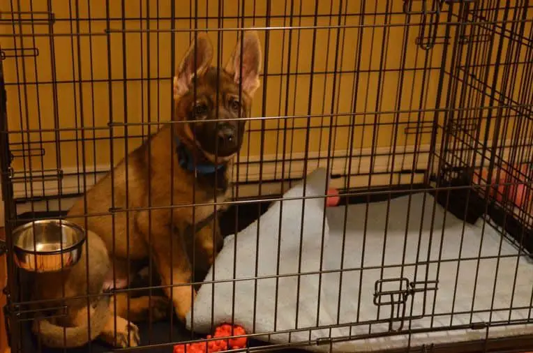 how to stop a dog from peeing in crate