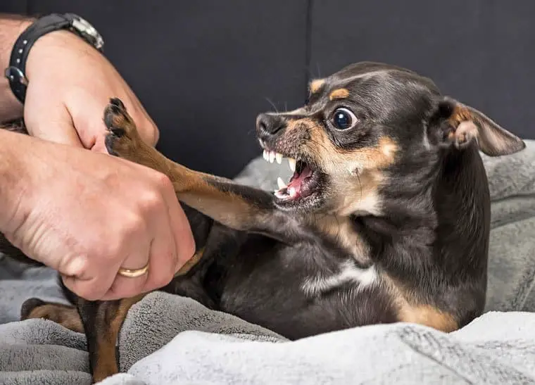 aggressive puppy