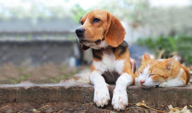 beagle dog and brown cat