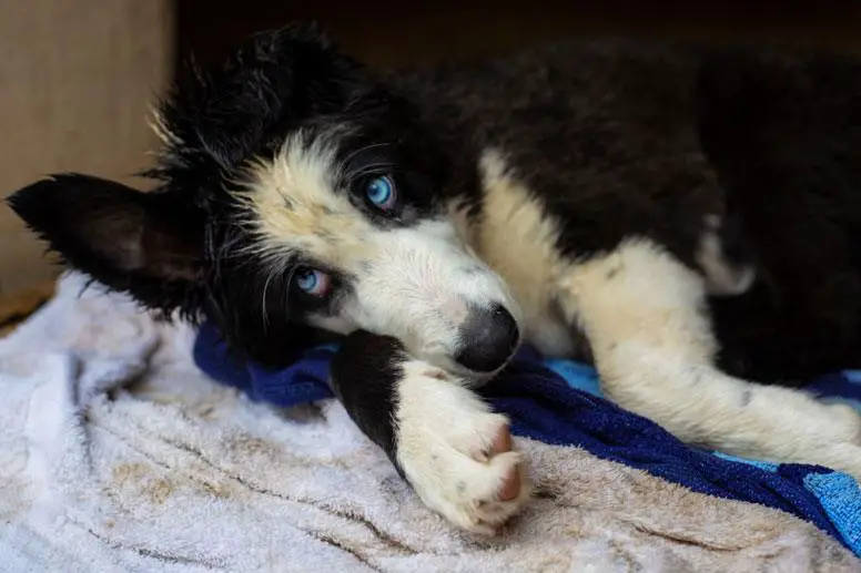 double merle border collie