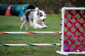 blue merle border collie