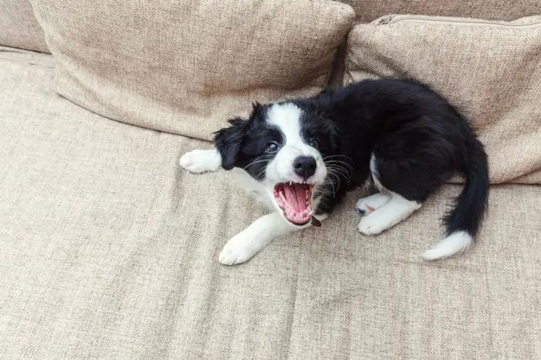 aggressive border collie