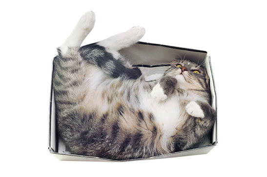 cat lying in box