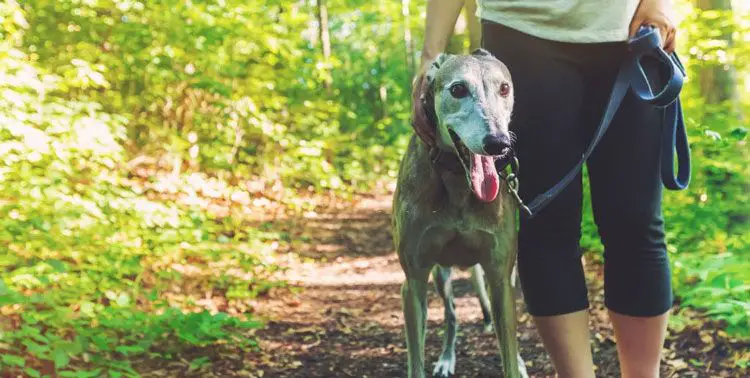 greyhound on a forest trail