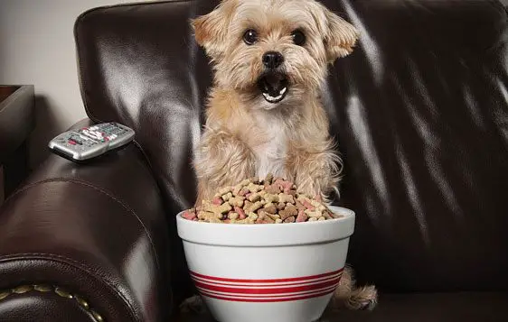 large bowl of dog treats