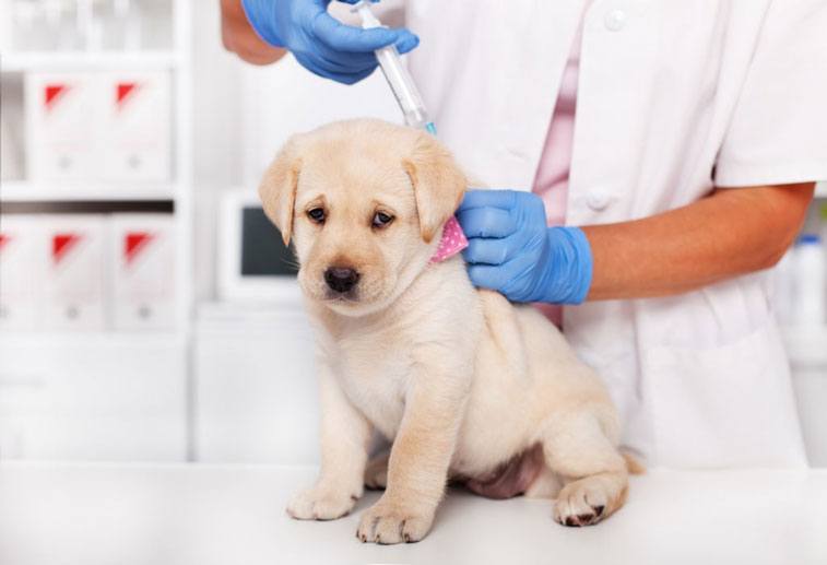 puppy getting a vaccine