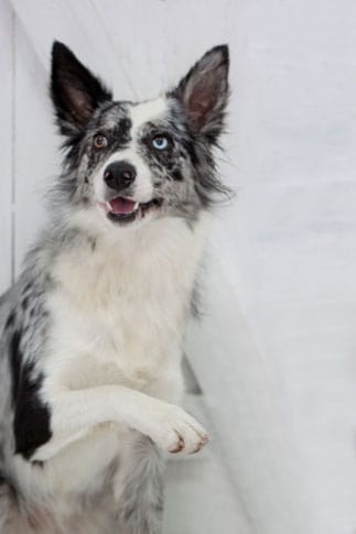 blue merle border collie