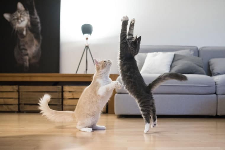 two maine coon kittens playing