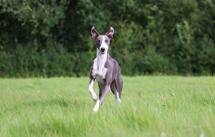 Whippet is running in the park