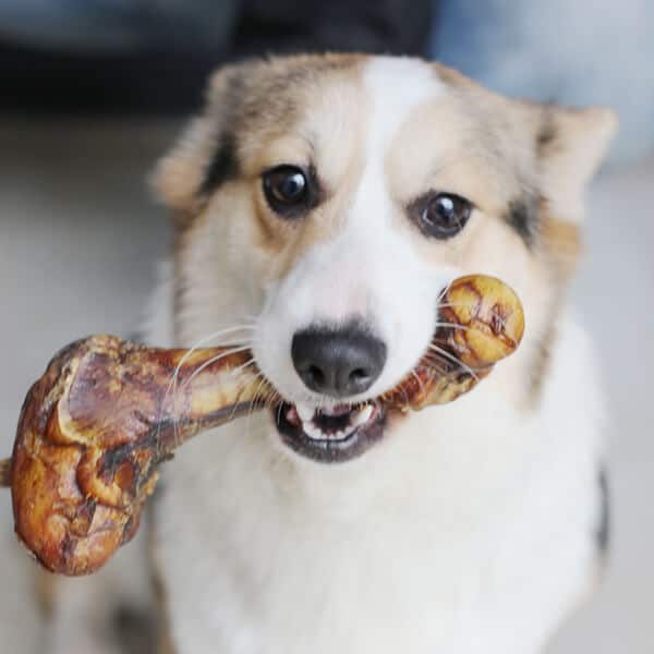 Add more Calcium into Dog's Diet