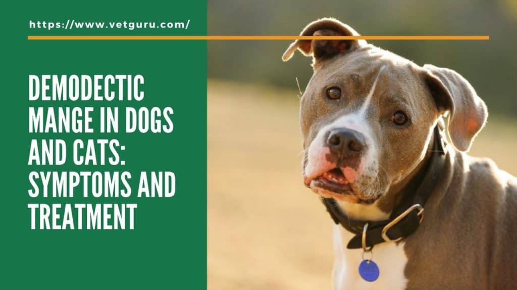 Demodectic Mange in Dogs and Cats: Symptoms and Treatment