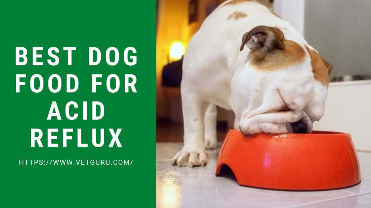 what food is best for acid reflux for dogs