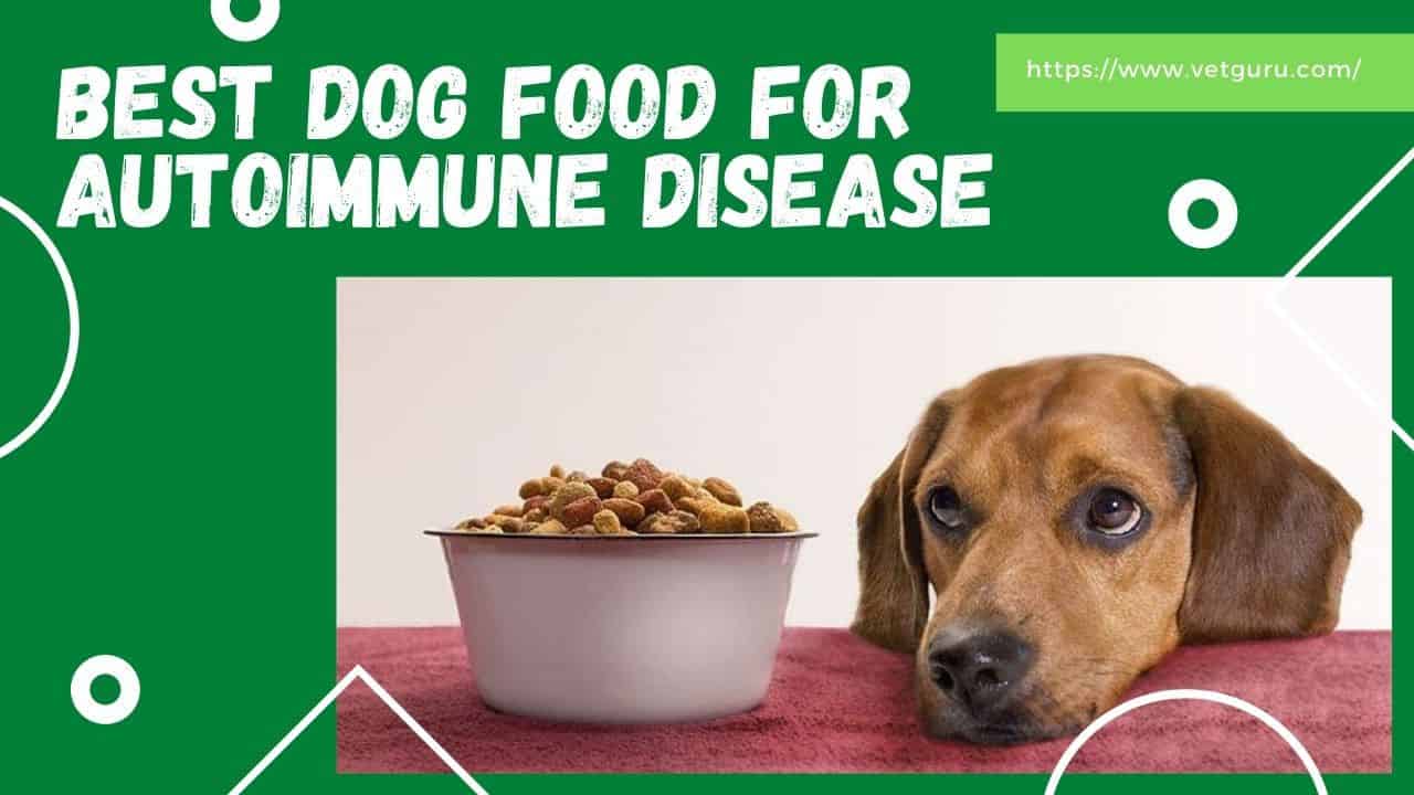 Best dog food for autoimmune disease