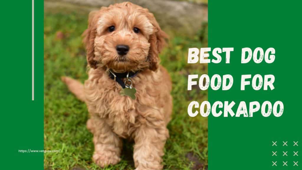 Best Dog Food for Cockapoo [Reviewed 2021]