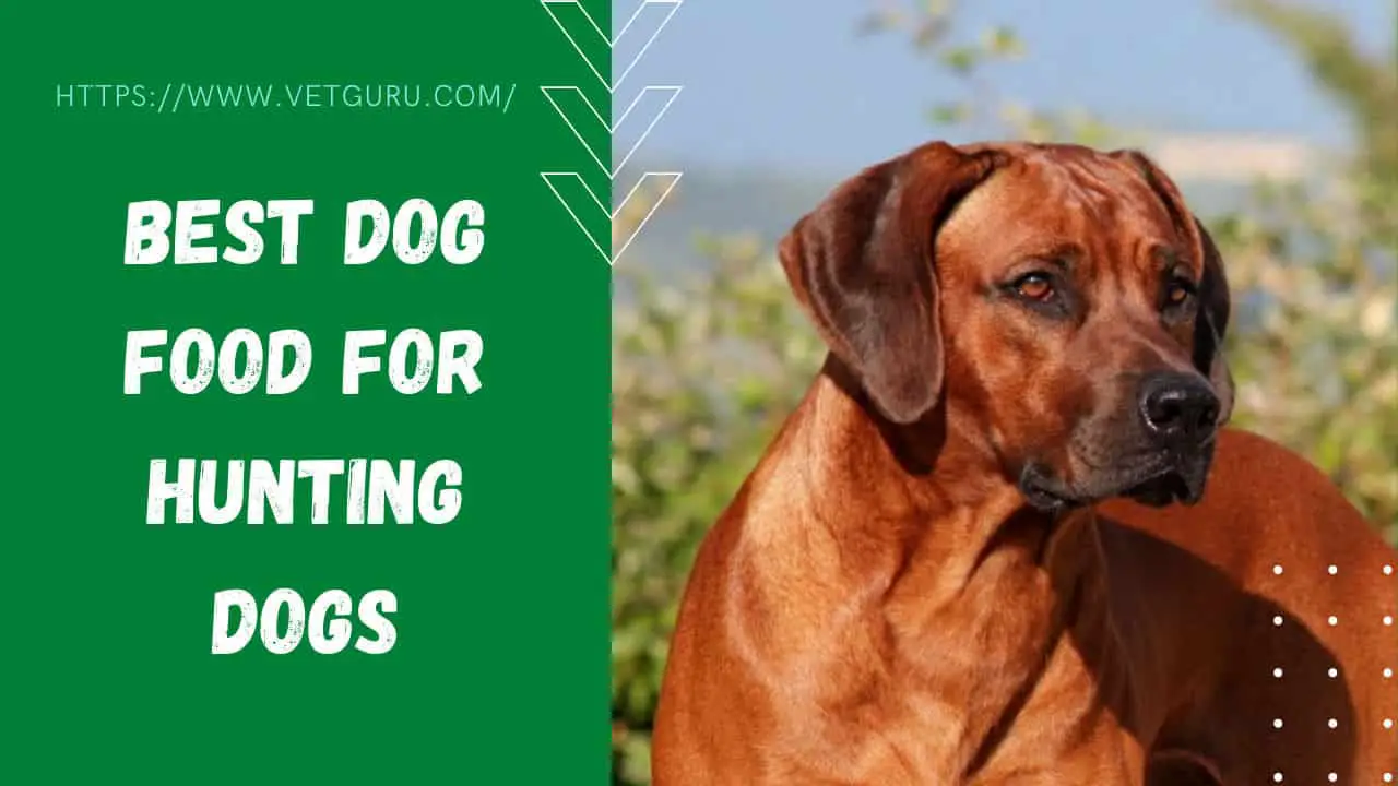 Best Dog Food for Hunting Dogs