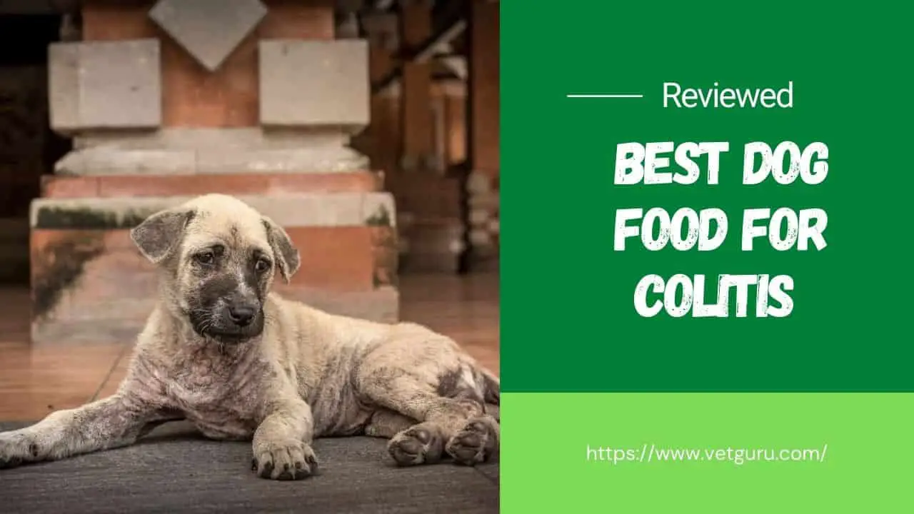 Best Dog Food for Colitis [Reviewed in 2021]