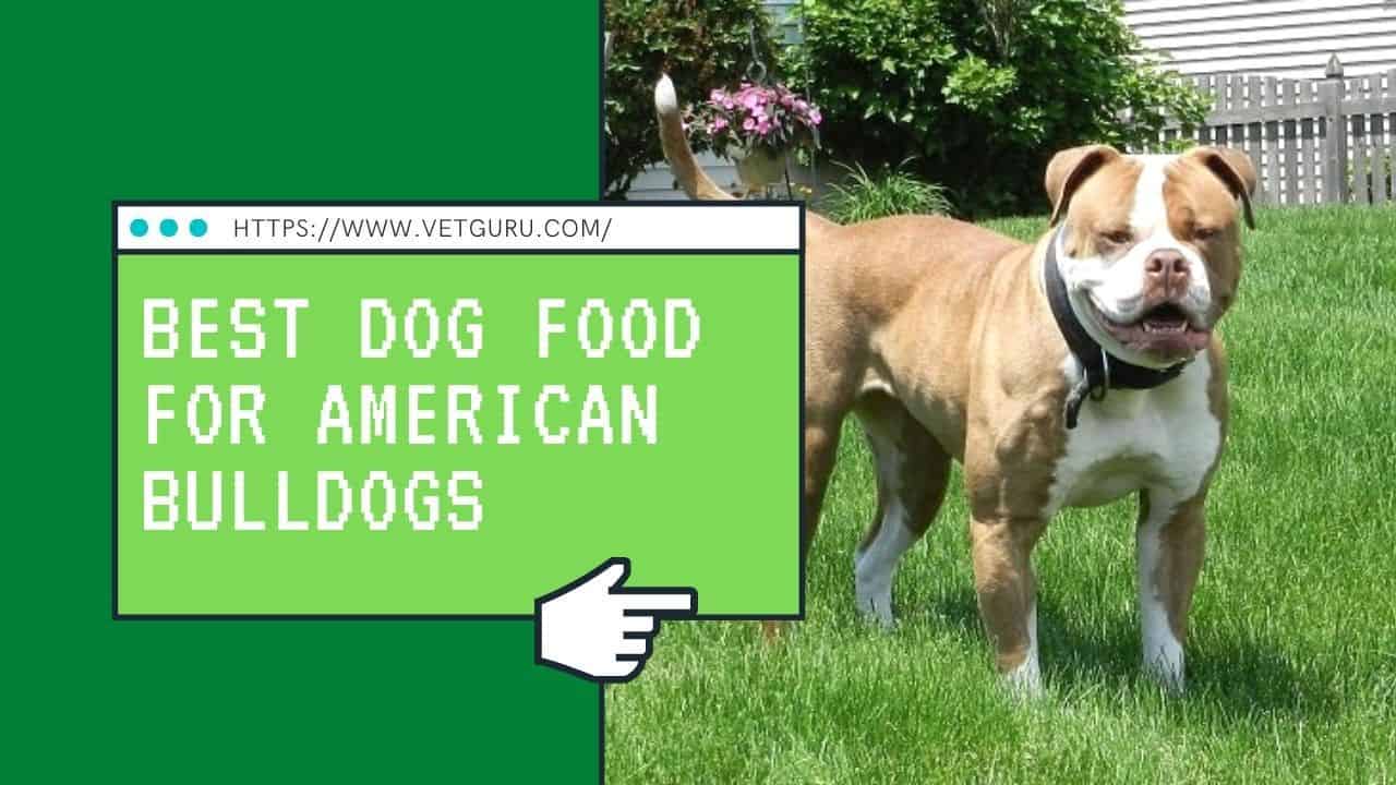 Best Dog Food for American Bulldogs