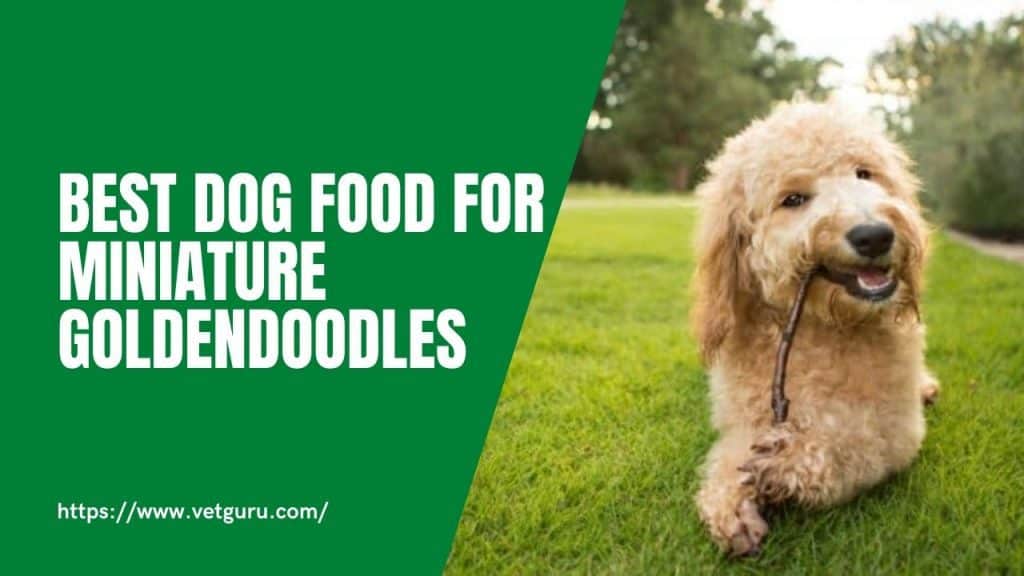 Dog Food for Mini Goldendoodles