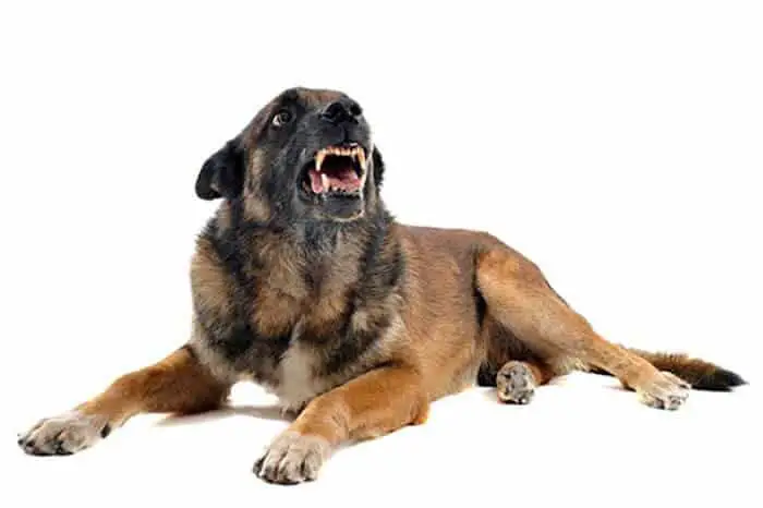Dog with Rabies