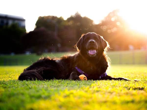 Give Your Dog Sunbathing