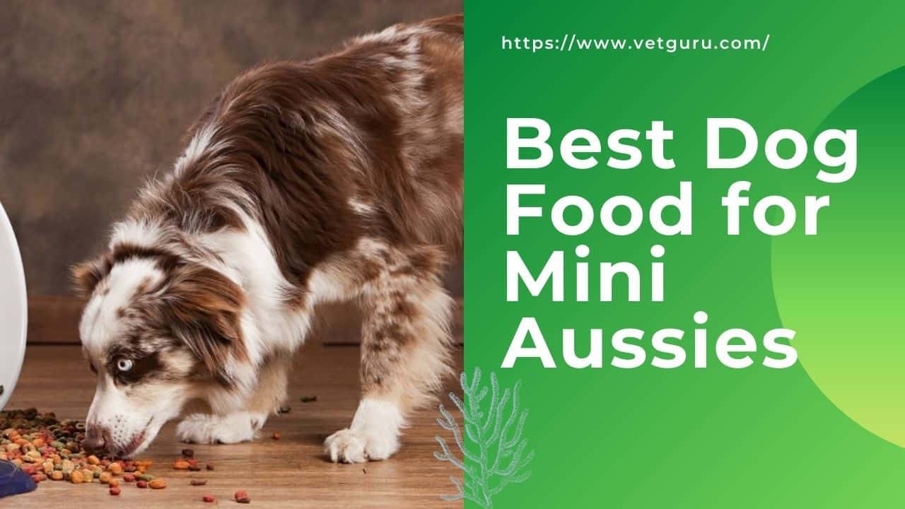 Best Dog Food for Mini Aussies