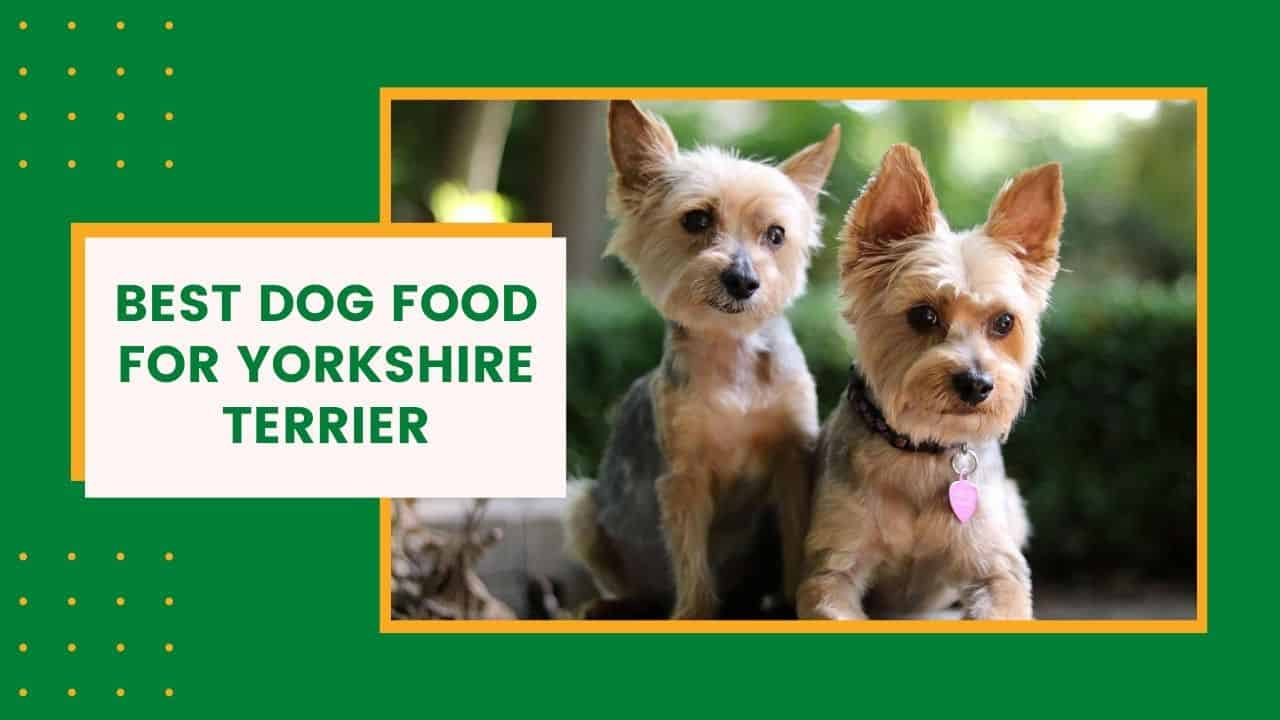Best Dog Food for Yorkshire Terrier