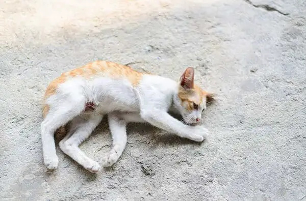Paralysis due to Calcium Deficiency in Cat
