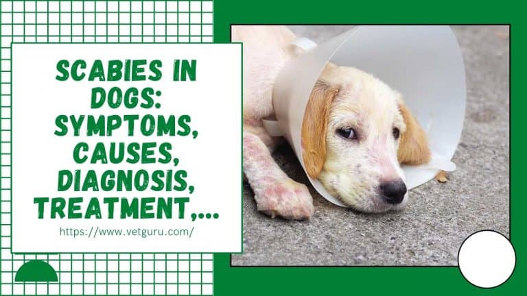 Scabies in Dogs: [A-Z] Symptoms, Causes, Diagnosis, Treatment,...