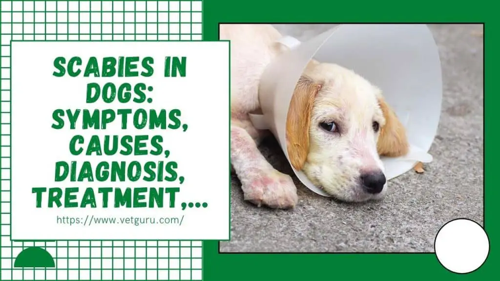 scabies-in-dogs-a-z-symptoms-causes-diagnosis-treatment