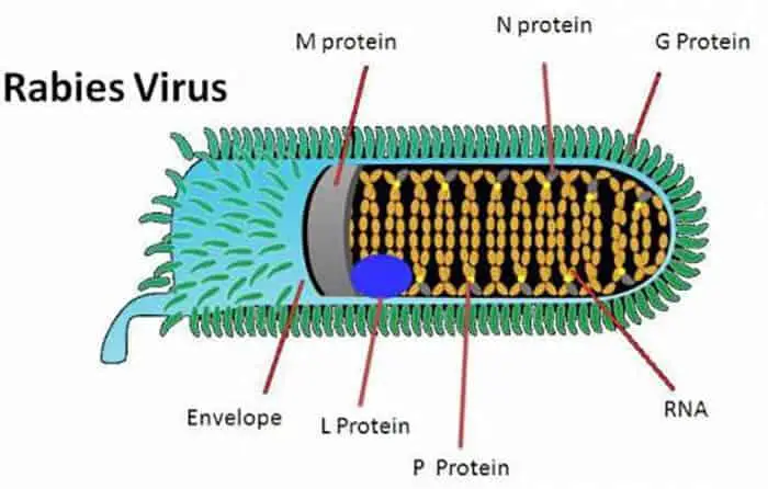 Rabies Virus belong to RNA Group
