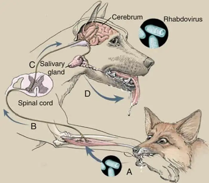 Method of tranmission of rabies in dogs