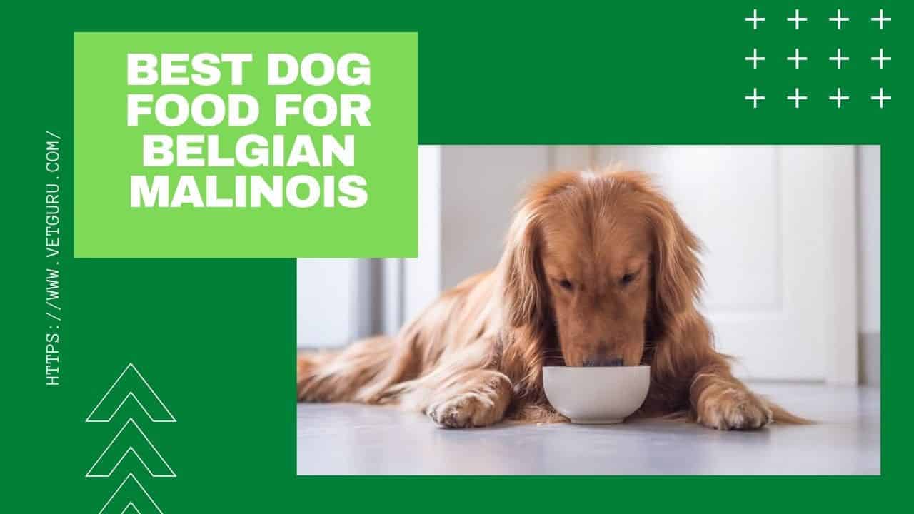 best dog food for ibd