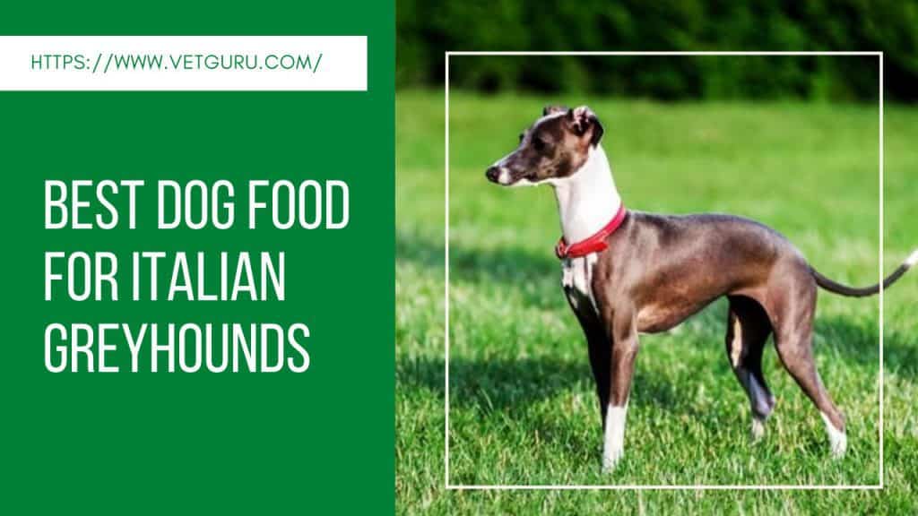 italian greyhound picky eater