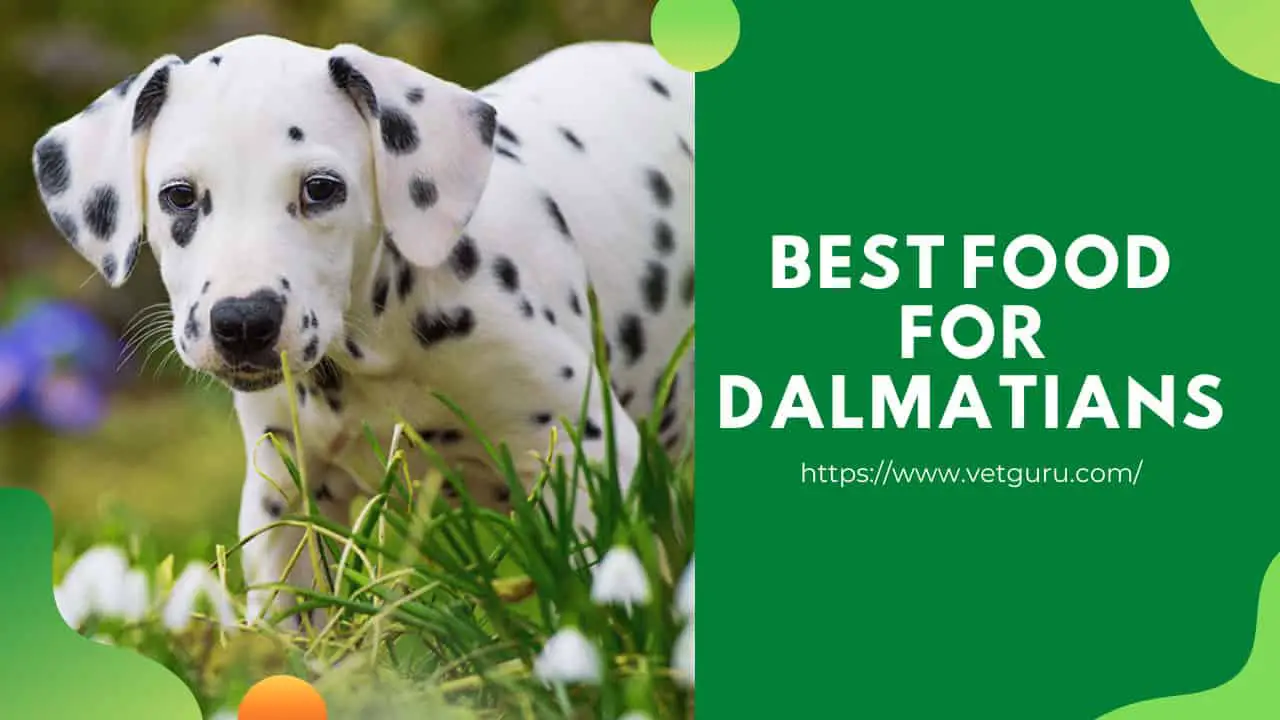 Best Food For Dalmatians Reviewed In 2021