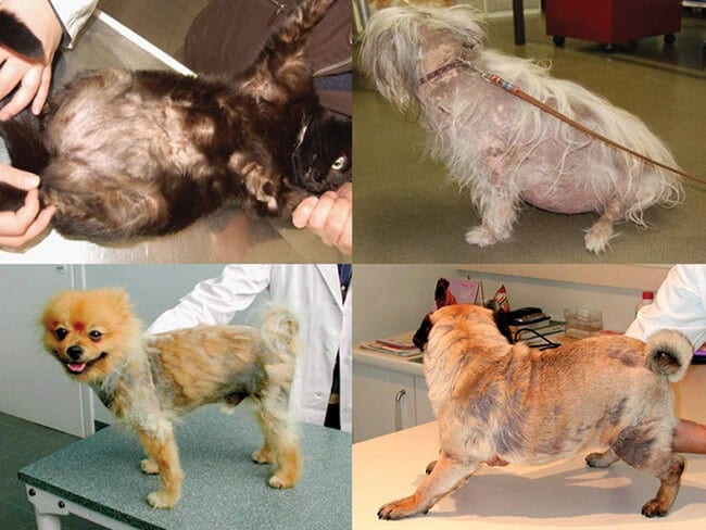 Eczema in dogs and cats