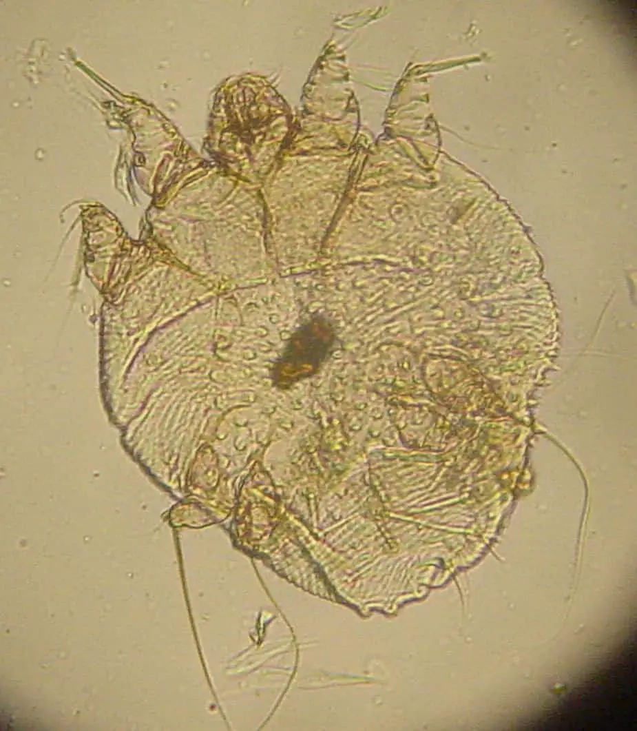 The parasite Sarcoptes scabiei canis