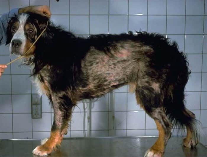 Hair loss symptoms in Sarcoptes Scabies in Dog