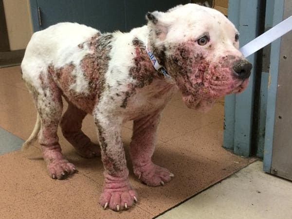 Dog with Demodex blood scabies