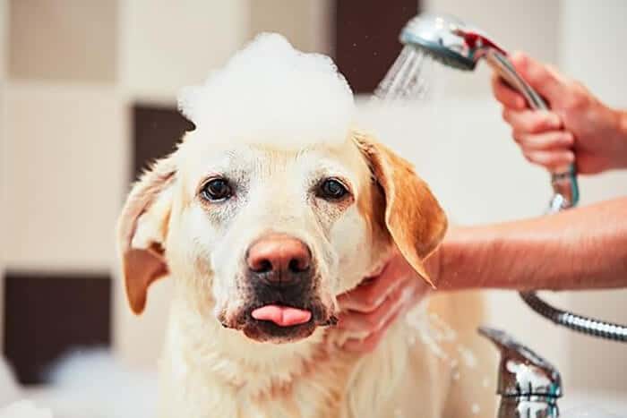 Bathing dogs can help in Sarcoptes Scabies in Dog preventing 