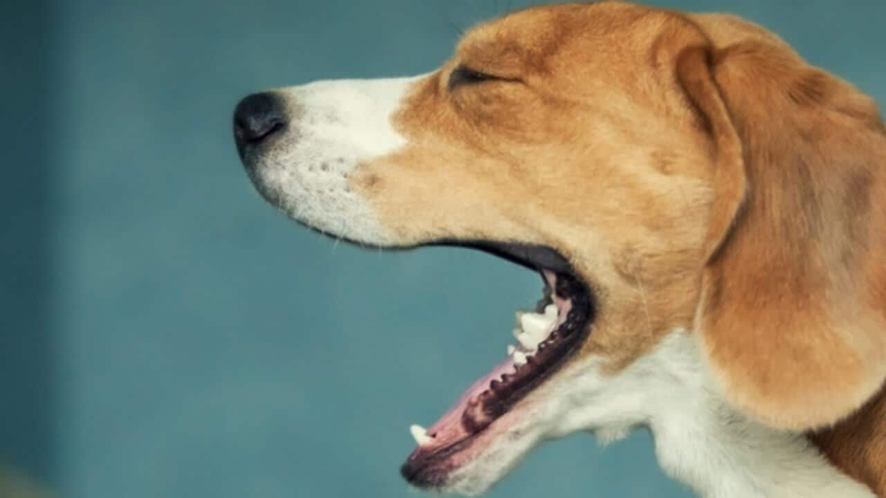 Natural Medicine For Kennel Cough In Dogs