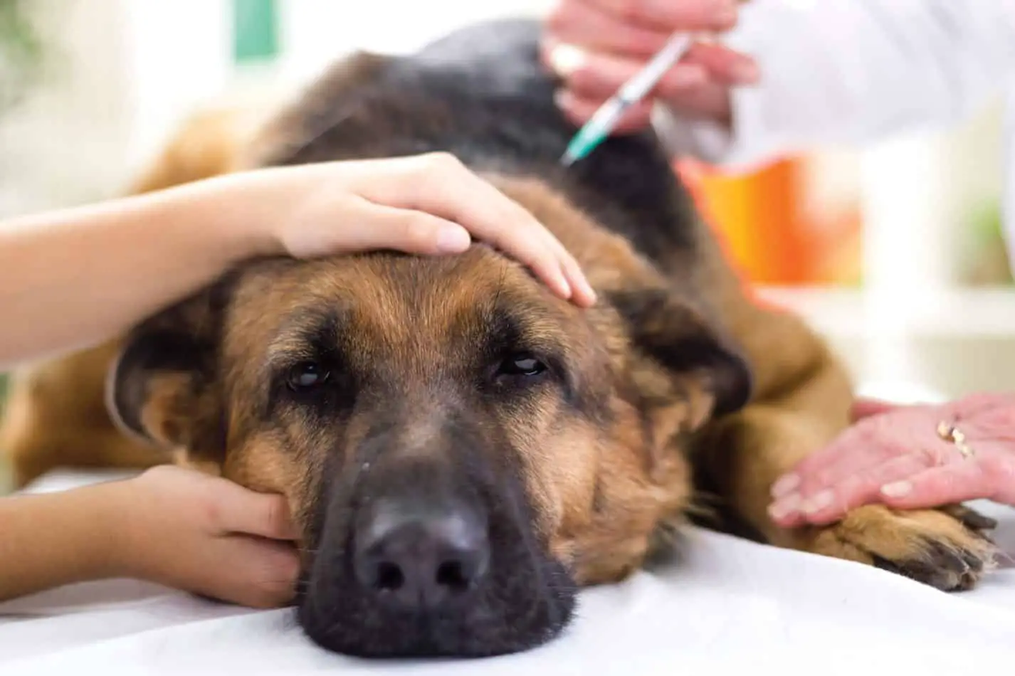 The symptoms of kennel cough in dogs
