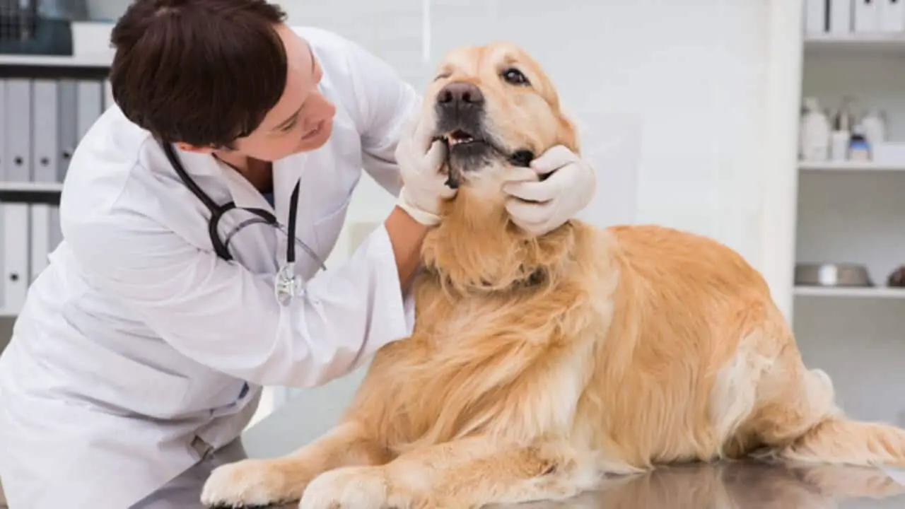 Give your dogs antibiostics if necessary