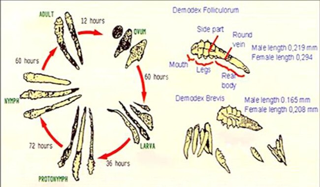 Lifecycle of Demodex canis 